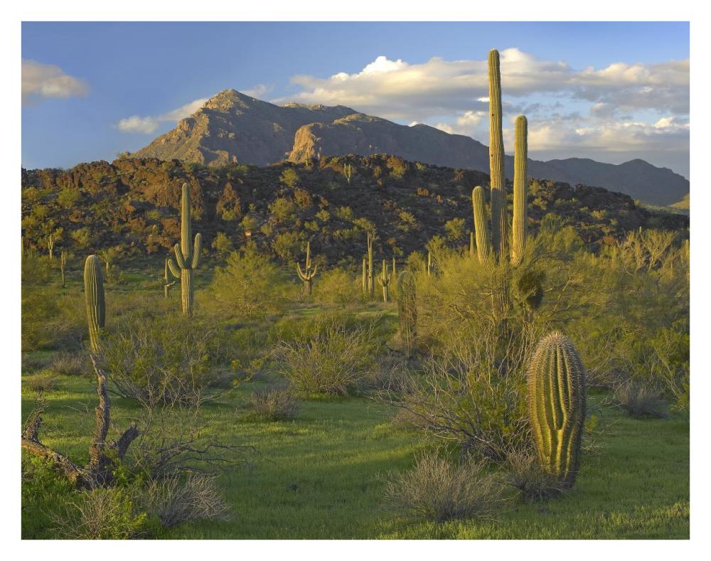 Saguaro Picacho Mountains, Picacho Peak State Park, Arizona-Paper Art-34X26