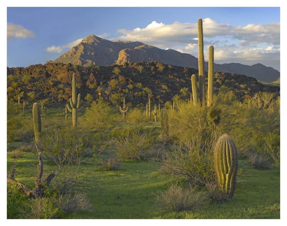 Saguaro Picacho Mountains, Picacho Peak State Park, Arizona-Paper Art-42X32