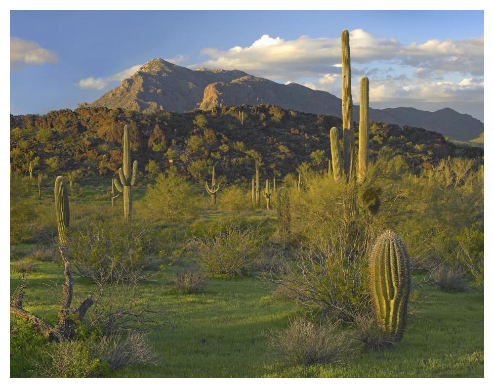 Saguaro Picacho Mountains, Picacho Peak State Park, Arizona-Paper Art-50X38