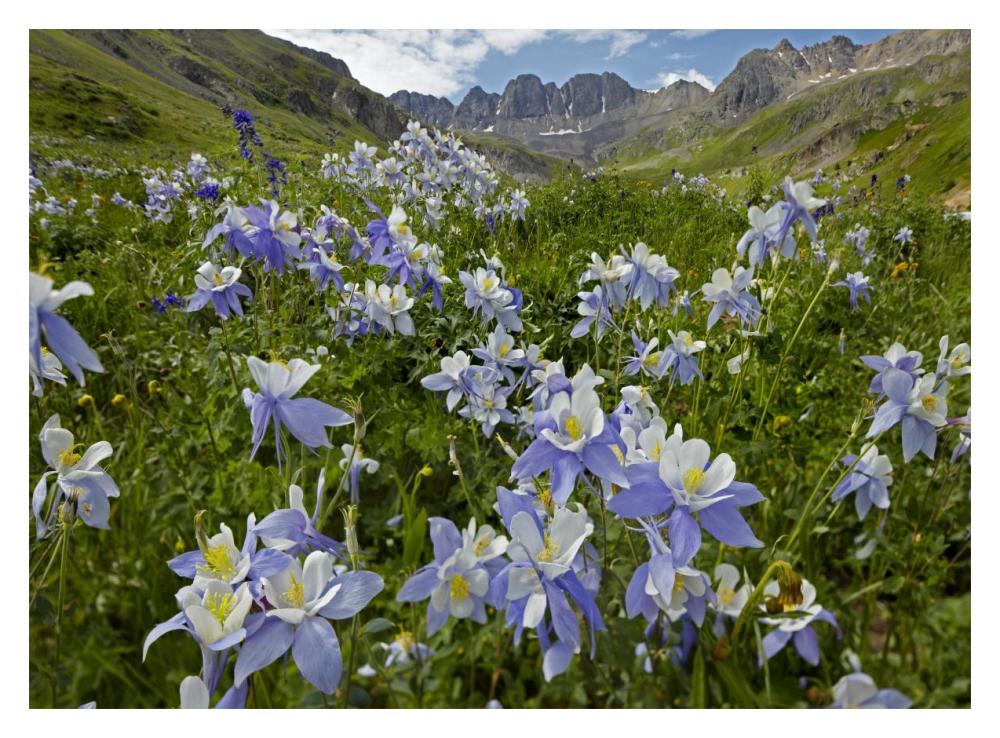 Colorado Blue Columbine Flowers In American Basin, Colorado-Paper Art-18X14