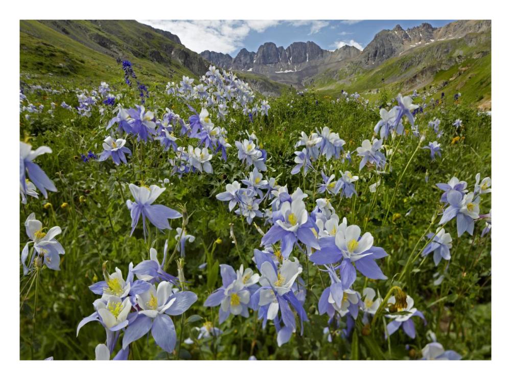 Colorado Blue Columbine Flowers In American Basin, Colorado-Paper Art-26X20
