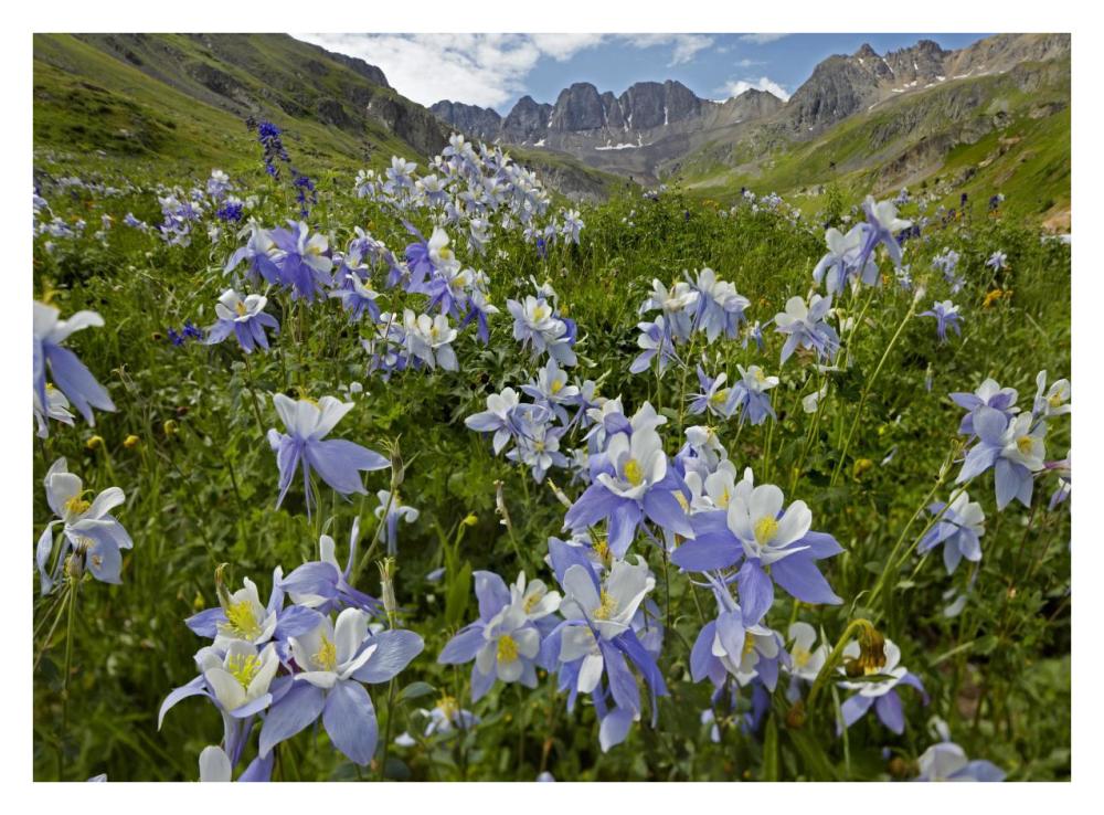 Colorado Blue Columbine Flowers In American Basin, Colorado-Paper Art-34X26