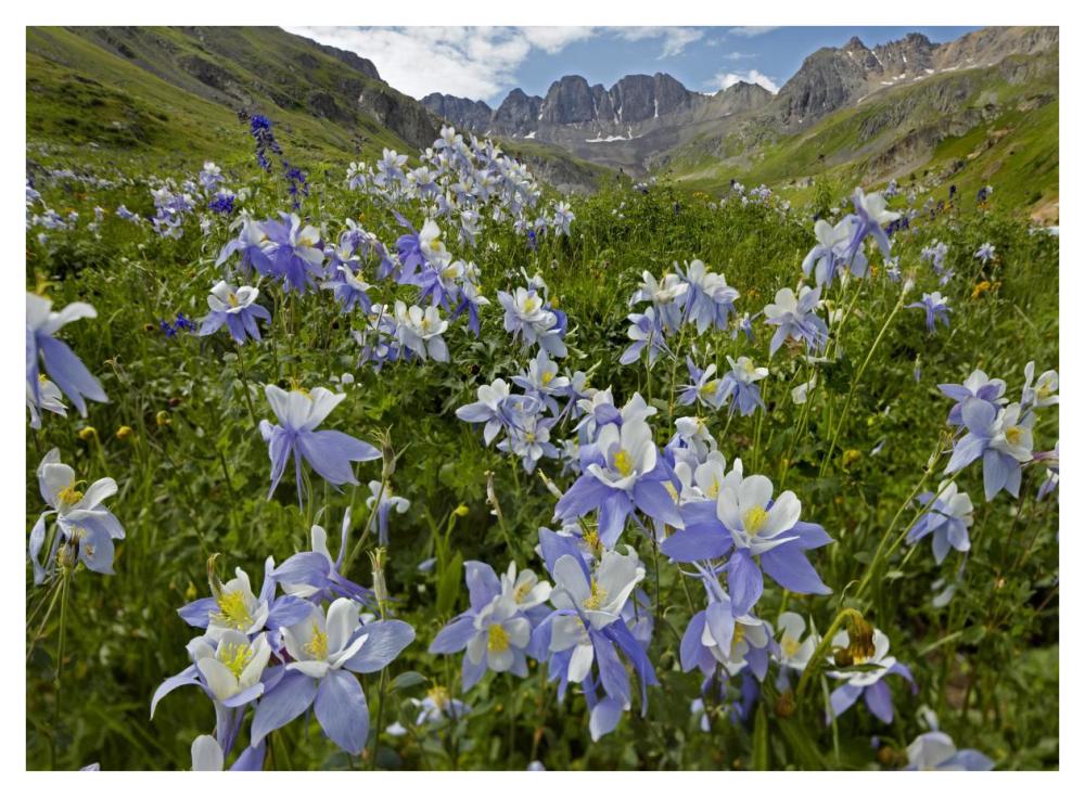 Colorado Blue Columbine Flowers In American Basin, Colorado-Paper Art-42X32