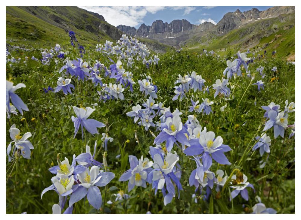Colorado Blue Columbine Flowers In American Basin, Colorado-Paper Art-50X38