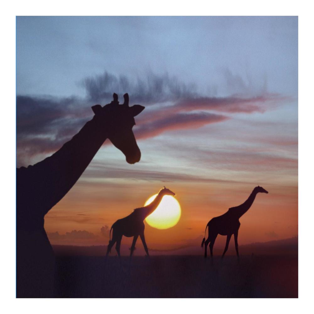 Giraffe Trio At Sunrise, Masai Mara, Kenya, Composite Image-Paper Art-20X20