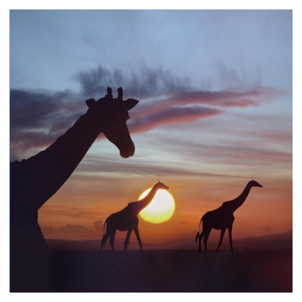 Giraffe Trio At Sunrise, Masai Mara, Kenya, Composite Image-Paper Art-32X32