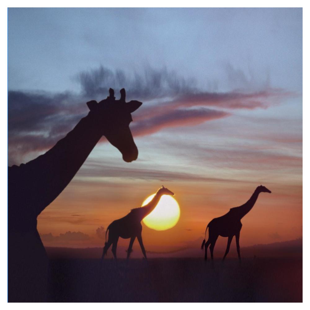 Giraffe Trio At Sunrise, Masai Mara, Kenya, Composite Image-Paper Art-42X42