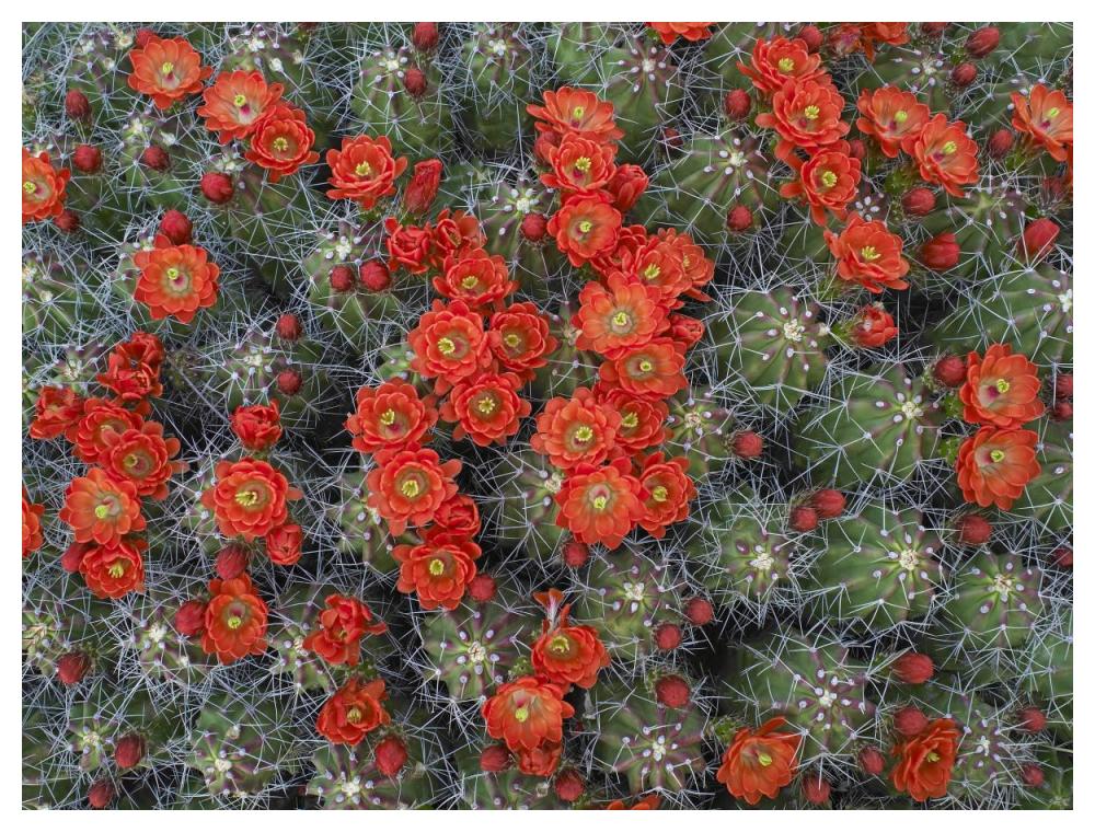 Claret Cup Cactus Detail Of Flowers In Bloom, North America-Paper Art-50X38
