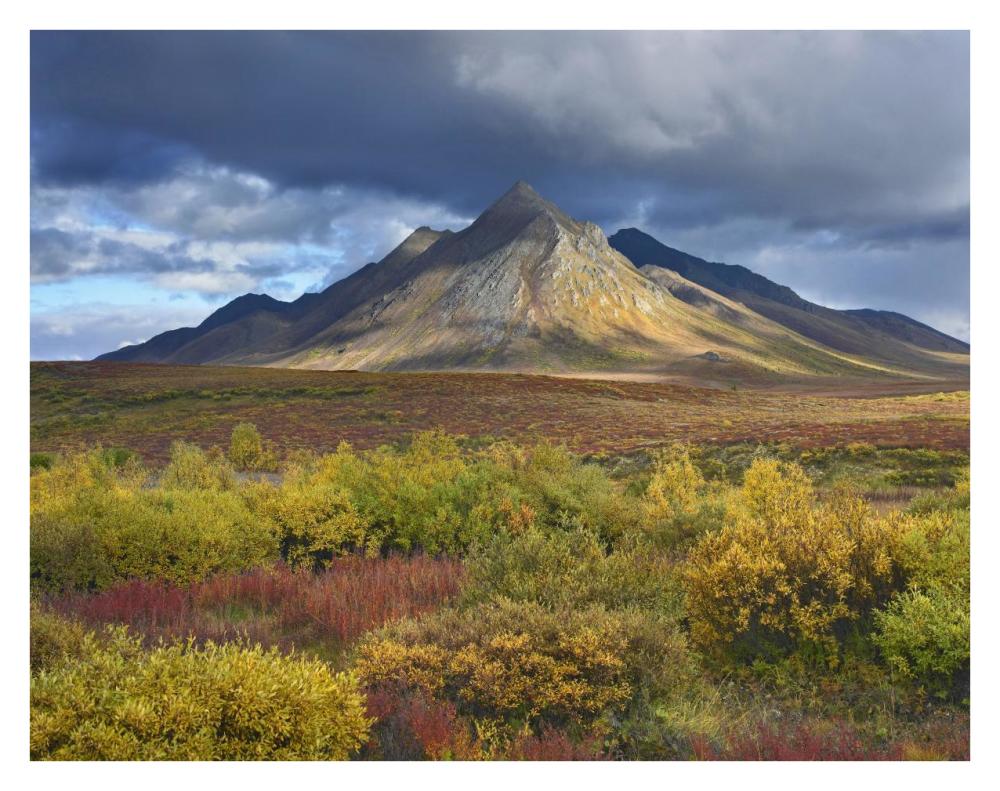Ogilvie Mountains, Tombstone Territorial Park, Yukon, Canada-Paper Art-34X26