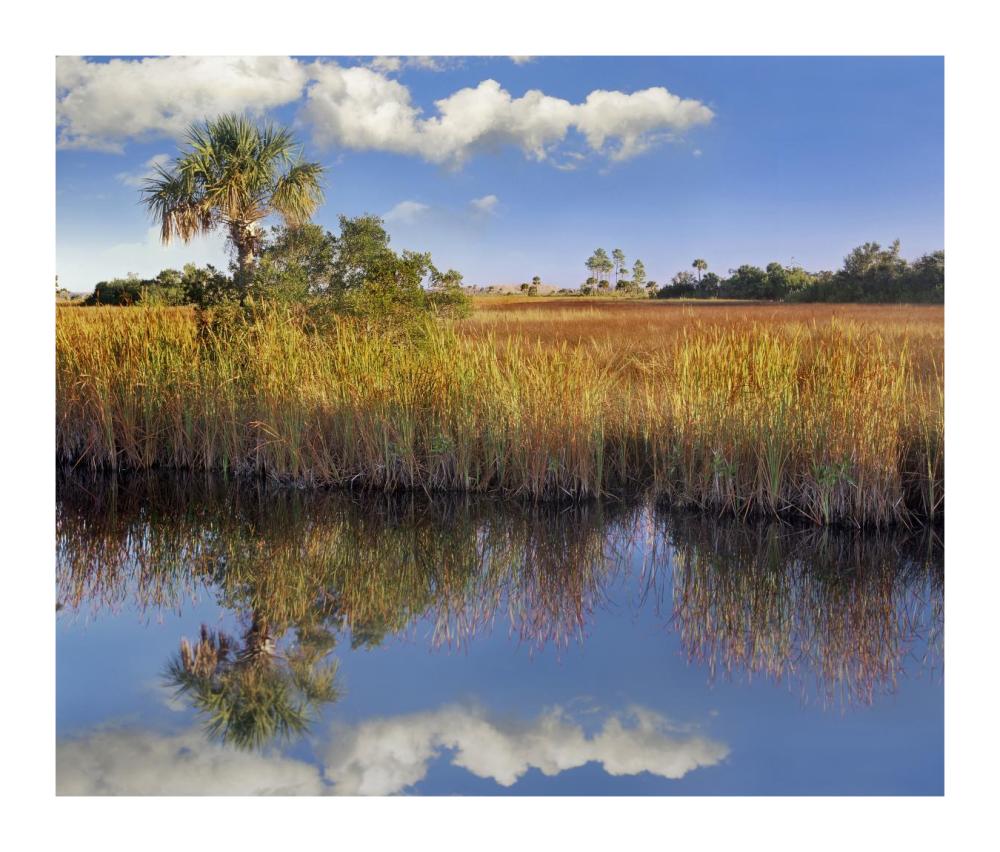 Cabbage Palm In Wetland, Fakahatchee State Preserve, Florida-Paper Art-18X15.28