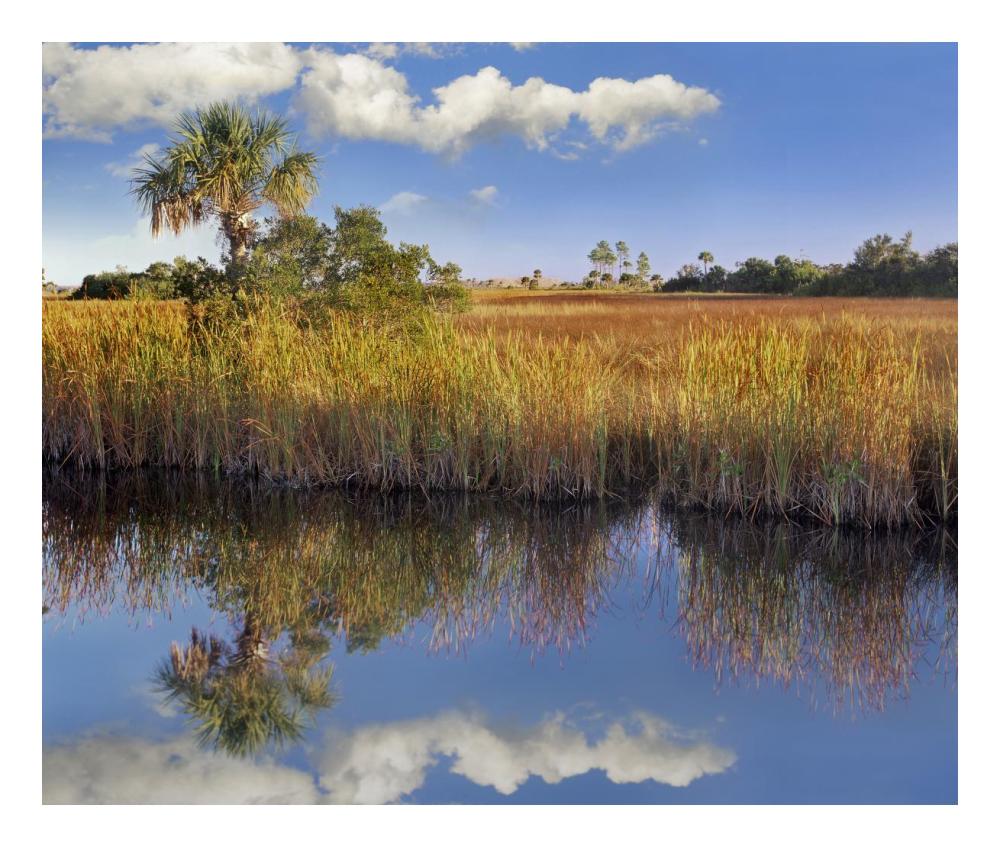Cabbage Palm In Wetland, Fakahatchee State Preserve, Florida-Paper Art-24X20.26