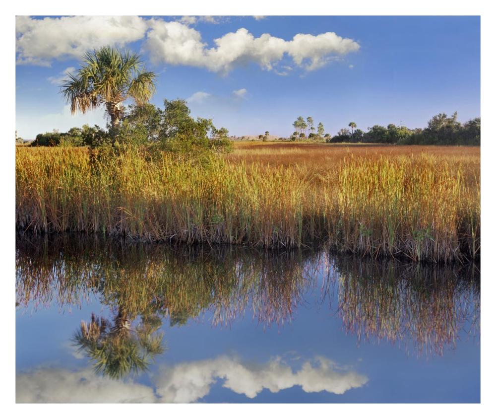 Cabbage Palm In Wetland, Fakahatchee State Preserve, Florida-Paper Art-32X26.9
