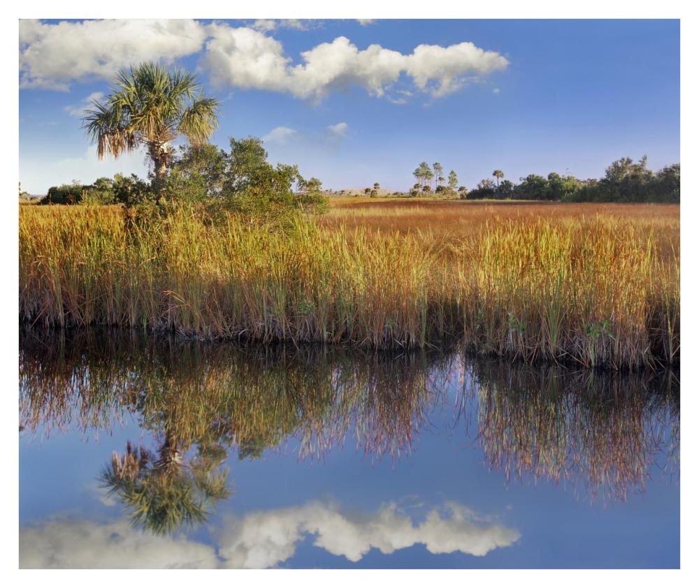 Cabbage Palm In Wetland, Fakahatchee State Preserve, Florida-Paper Art-38X31.88