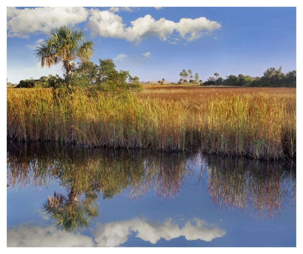 Cabbage Palm In Wetland, Fakahatchee State Preserve, Florida-Paper Art-46X38.52