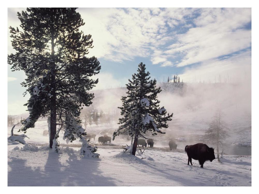American Bison In Winter, Yellowstone National Park, Wyoming-Paper Art-18X14