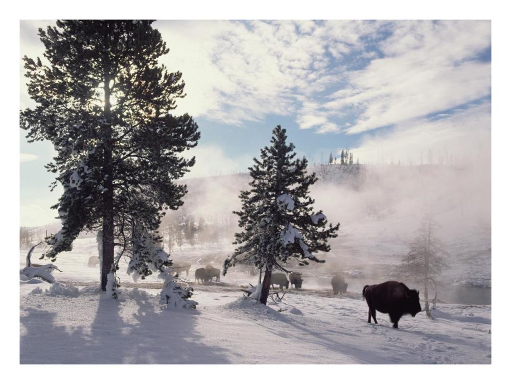 American Bison In Winter, Yellowstone National Park, Wyoming-Paper Art-26X20