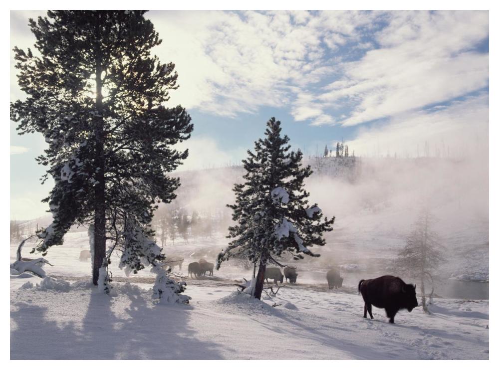 American Bison In Winter, Yellowstone National Park, Wyoming-Paper Art-50X38
