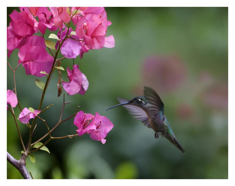 Magnificent Hummingbird Female Feeding At Flower, Costa Rica-Paper Art-18X14
