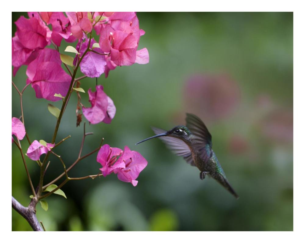 Magnificent Hummingbird Female Feeding At Flower, Costa Rica-Paper Art-26X20
