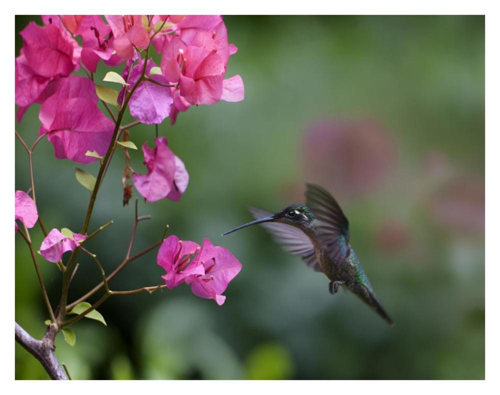 Magnificent Hummingbird Female Feeding At Flower, Costa Rica-Paper Art-34X26