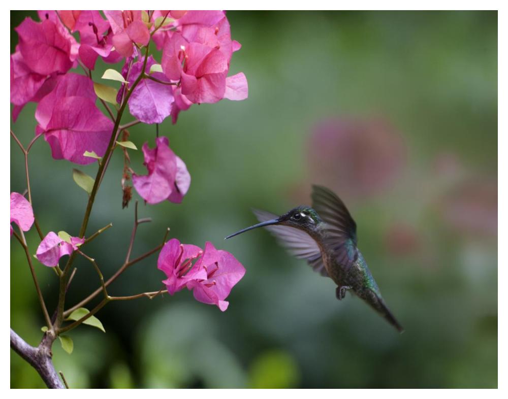 Magnificent Hummingbird Female Feeding At Flower, Costa Rica-Paper Art-50X38