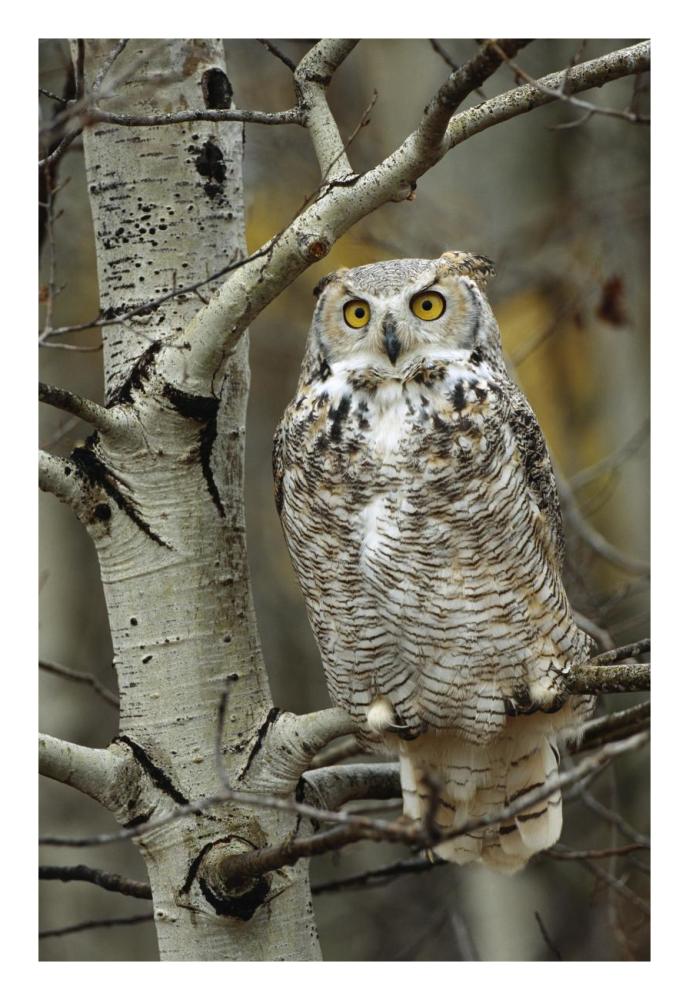 Great Horned Owl Pale Form, Perched In Tree, Alberta, Canada-Paper Art-18X26