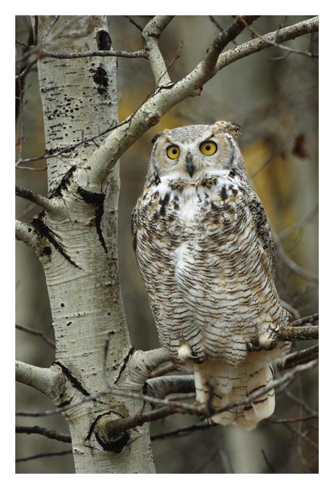 Great Horned Owl Pale Form, Perched In Tree, Alberta, Canada-Paper Art-22X32