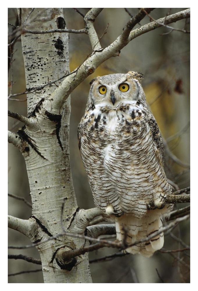 Great Horned Owl Pale Form, Perched In Tree, Alberta, Canada-Paper Art-26X38