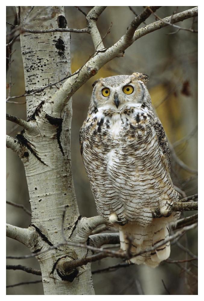 Great Horned Owl Pale Form, Perched In Tree, Alberta, Canada-Paper Art-34X50