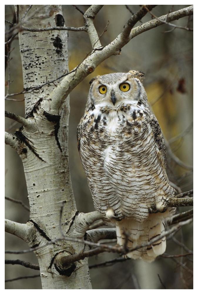 Great Horned Owl Pale Form, Perched In Tree, Alberta, Canada-Paper Art-42X62