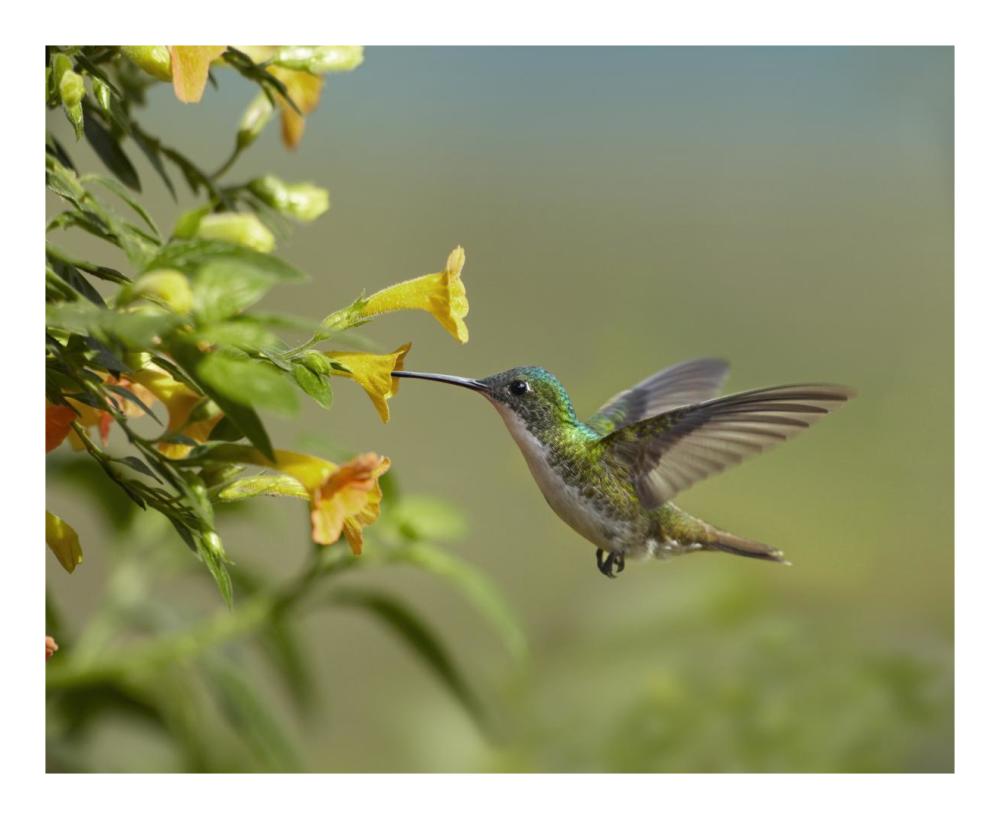 Andean Emerald Hummingbird Feeling On Yellow Flower, Ecuador-Paper Art-22X18