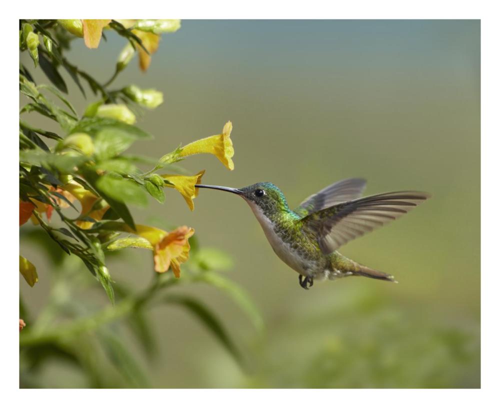 Andean Emerald Hummingbird Feeling On Yellow Flower, Ecuador-Paper Art-26X22