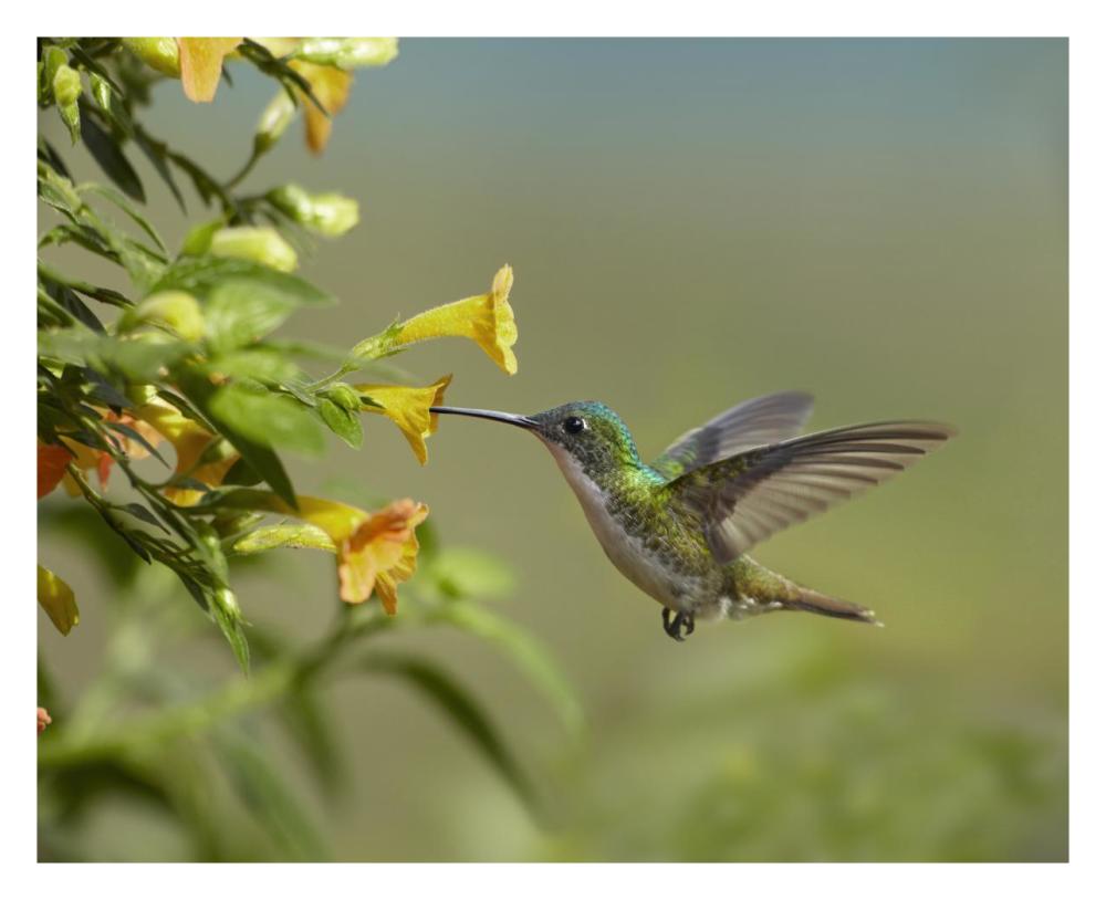 Andean Emerald Hummingbird Feeling On Yellow Flower, Ecuador-Paper Art-30X24