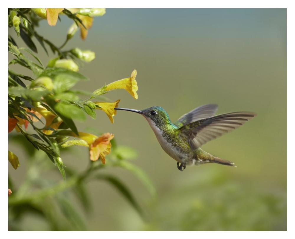 Andean Emerald Hummingbird Feeling On Yellow Flower, Ecuador-Paper Art-37X30