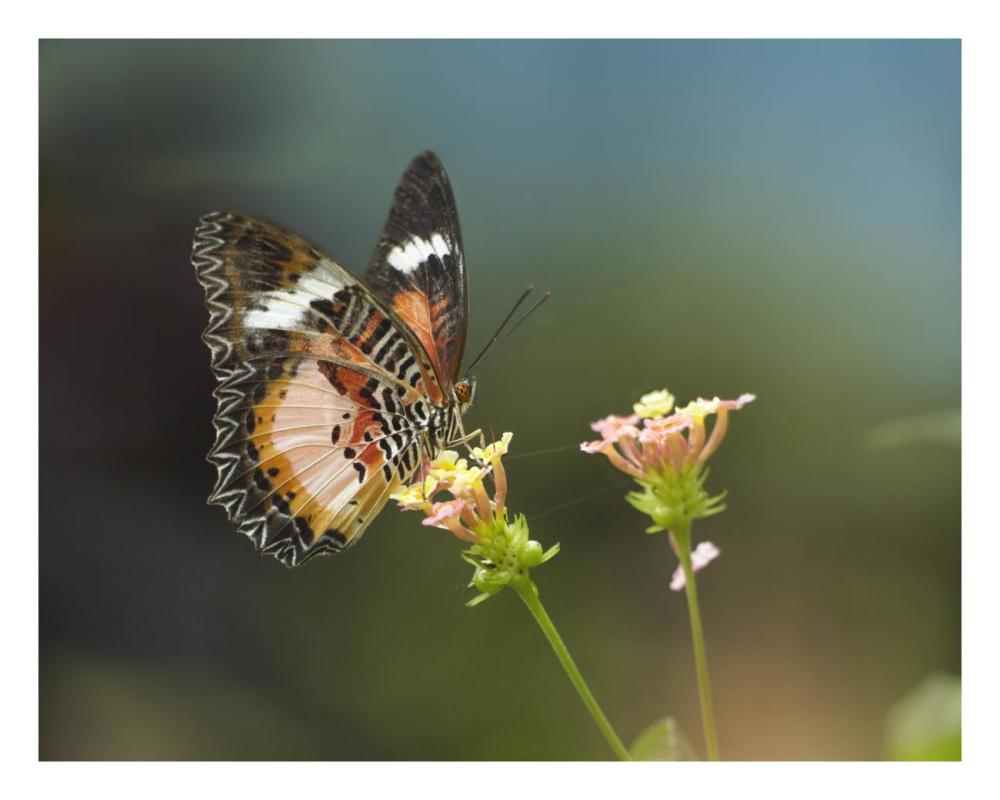 Nymphalid Butterfly Feeding On Flower Nectar, Native To Asia-Paper Art-26X20