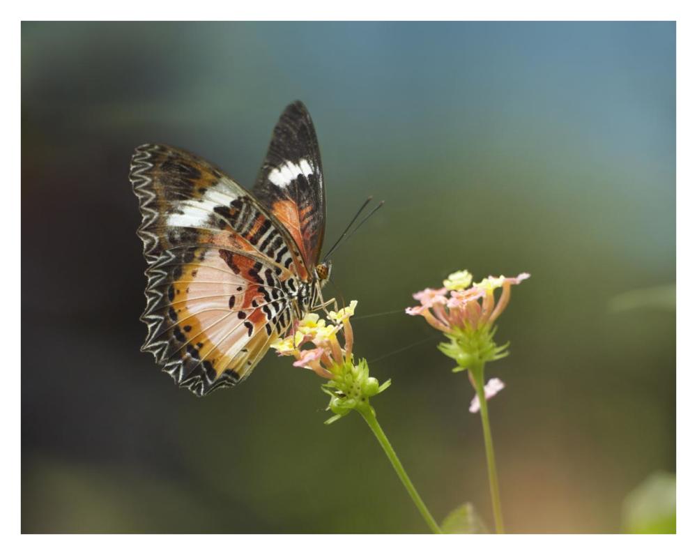 Nymphalid Butterfly Feeding On Flower Nectar, Native To Asia-Paper Art-34X26