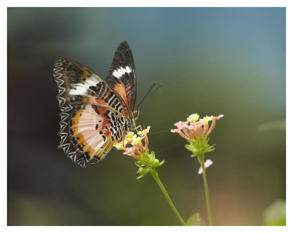 Nymphalid Butterfly Feeding On Flower Nectar, Native To Asia-Paper Art-42X32