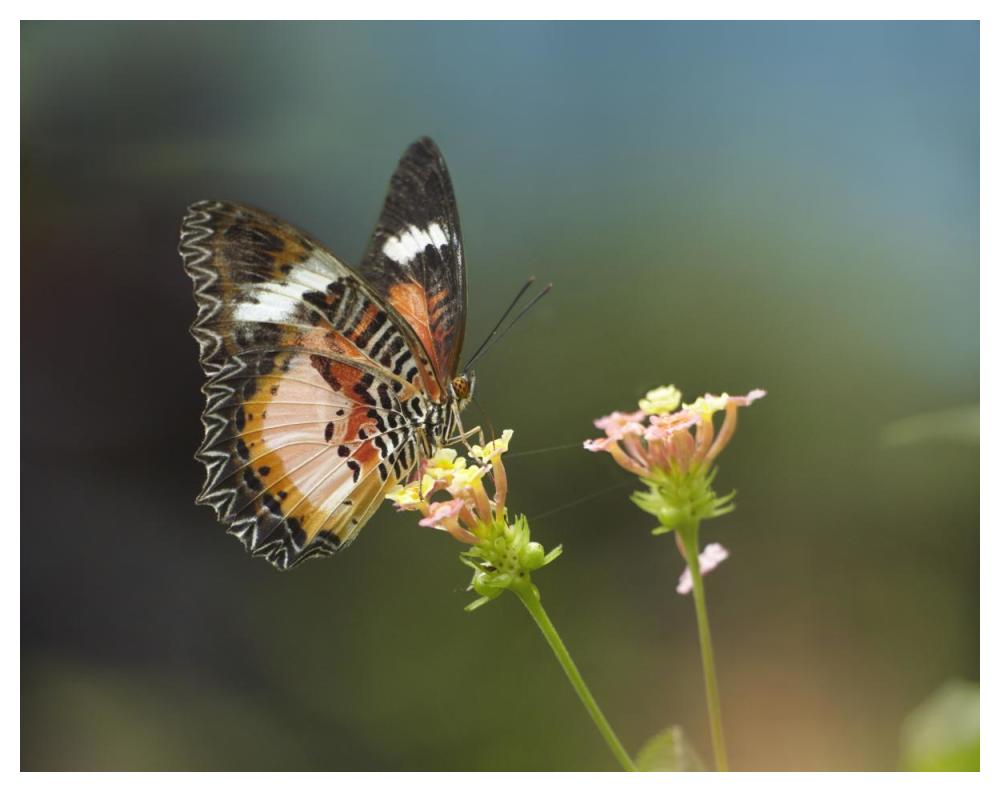 Nymphalid Butterfly Feeding On Flower Nectar, Native To Asia-Paper Art-50X38