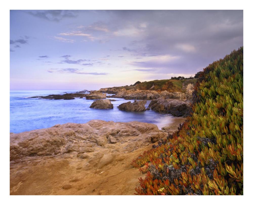 Ice Plant Growing On Cliffs At Bean Hollow Beach, California-Paper Art-26X22