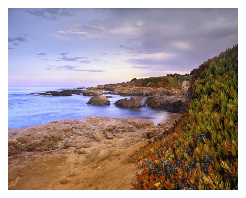 Ice Plant Growing On Cliffs At Bean Hollow Beach, California-Paper Art-30X24