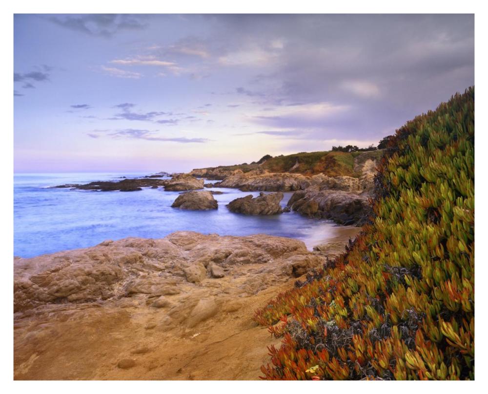 Ice Plant Growing On Cliffs At Bean Hollow Beach, California-Paper Art-37X30
