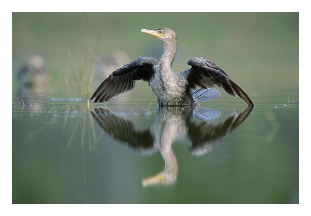 Double-Crested Cormorant Stretching Its Wings, North America-Paper Art-26X18