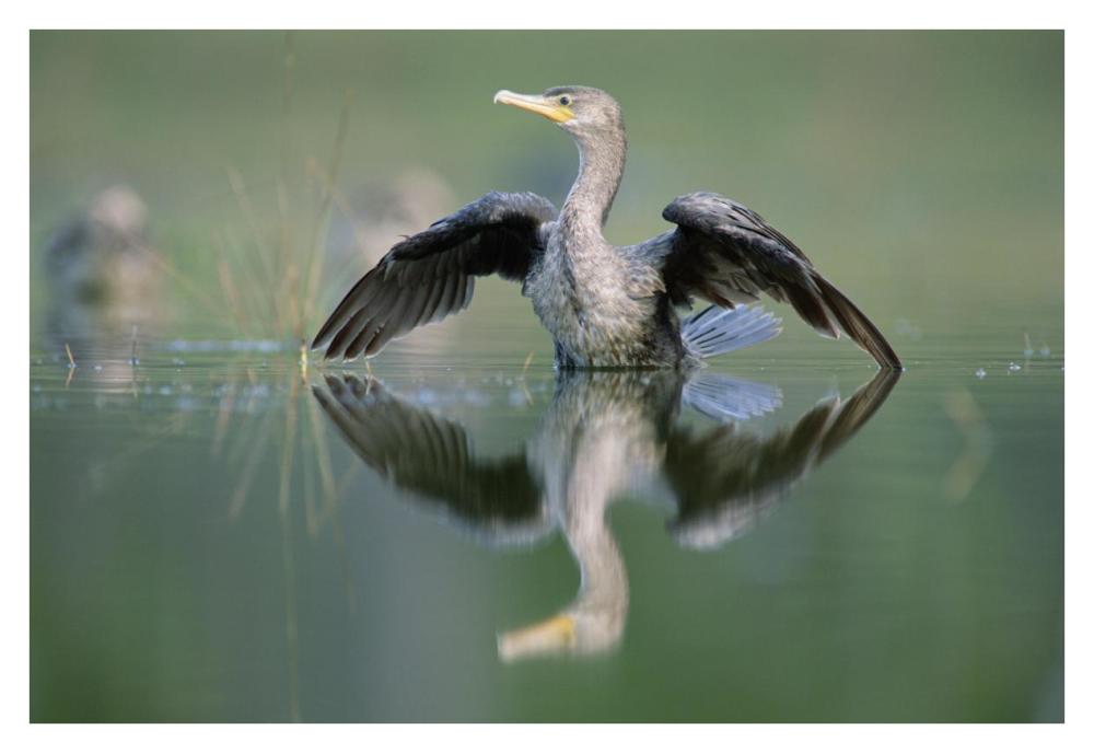 Double-Crested Cormorant Stretching Its Wings, North America-Paper Art-38X26