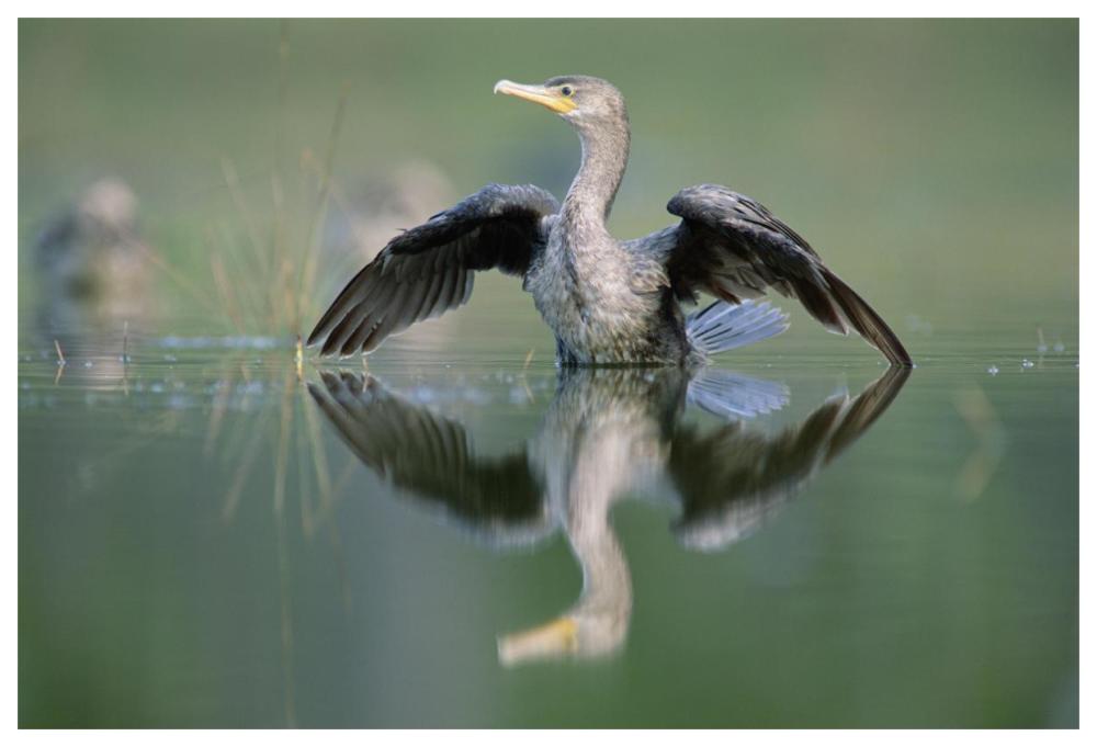 Double-Crested Cormorant Stretching Its Wings, North America-Paper Art-62X42