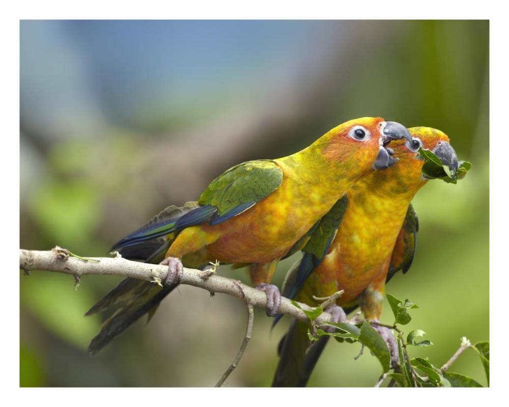 Sun Parakeet Pair Feeding On Leaves, Native To South America-Paper Art-26X20