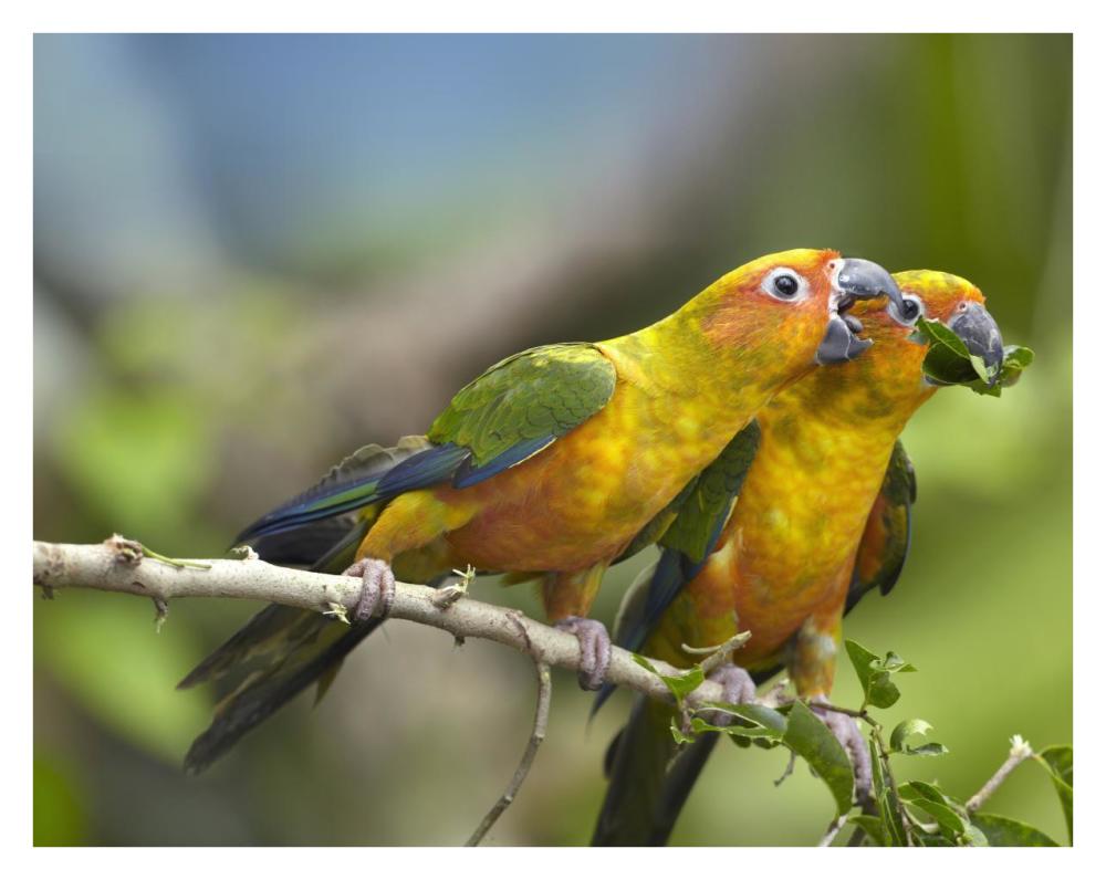 Sun Parakeet Pair Feeding On Leaves, Native To South America-Paper Art-34X26