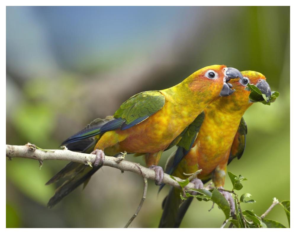 Sun Parakeet Pair Feeding On Leaves, Native To South America-Paper Art-50X38