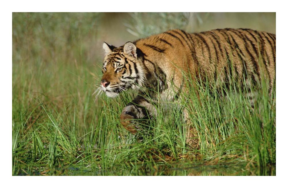 Siberian Tiger Walking Through Tall Grass Along Water'S Edge-Paper Art-24X15.64