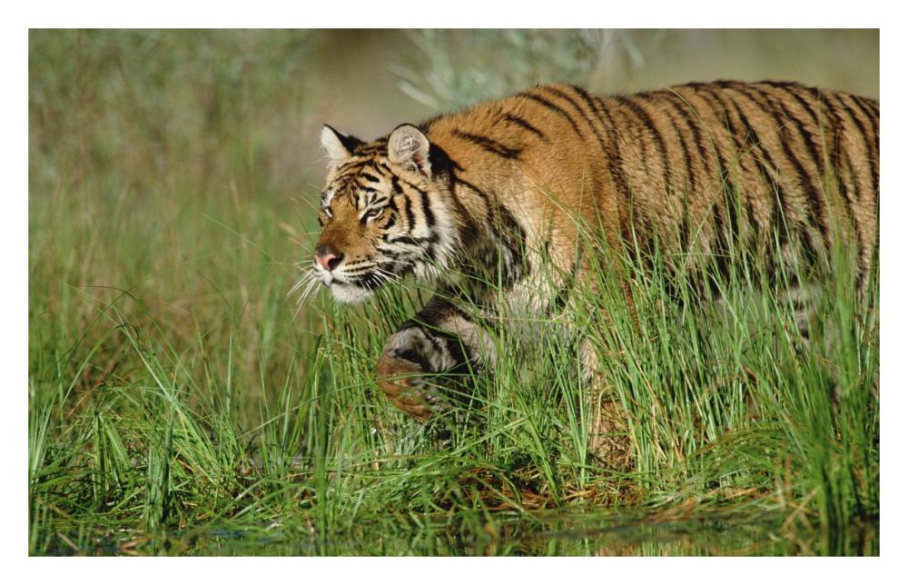 Siberian Tiger Walking Through Tall Grass Along Water'S Edge-Paper Art-32X20.6