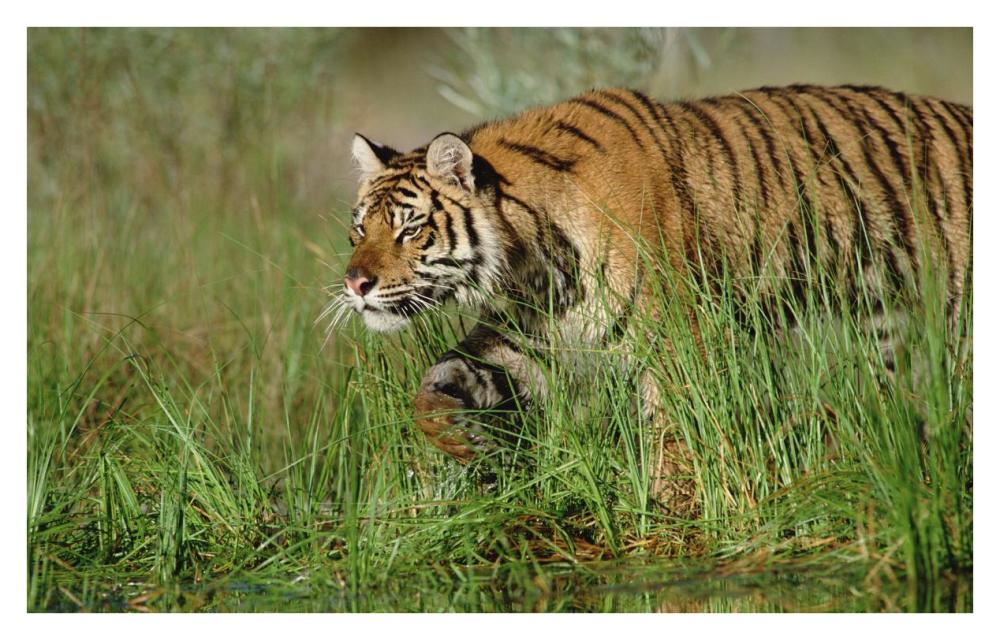 Siberian Tiger Walking Through Tall Grass Along Water'S Edge-Paper Art-38X24.32